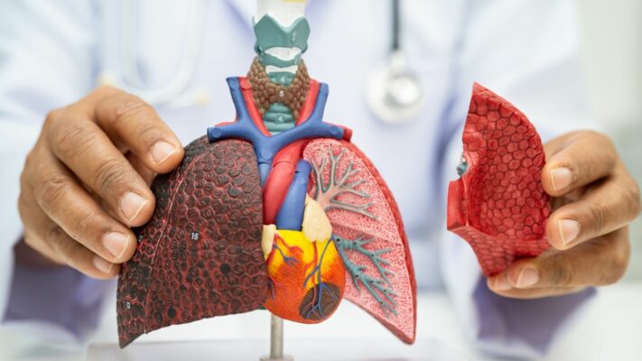 Akcigerin anatomisi